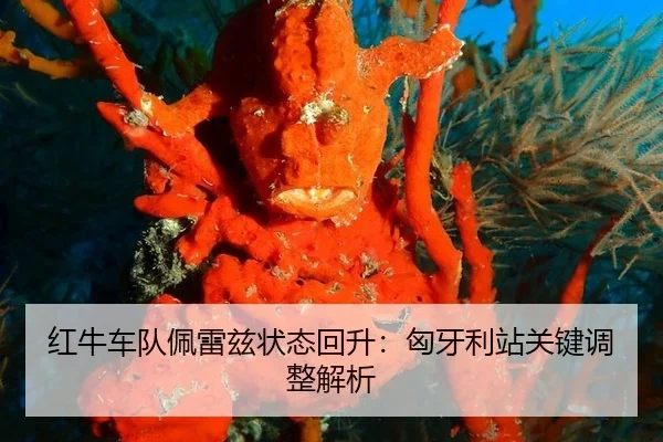 红牛车队佩雷兹状态回升：匈牙利站关键调整解析